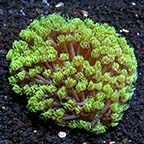 Flower Pot Coral, Long Polyp, Green 